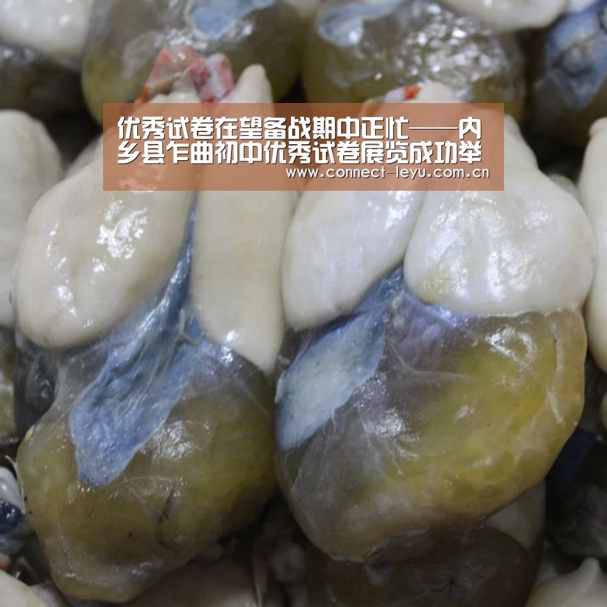 乐鱼电竞官网